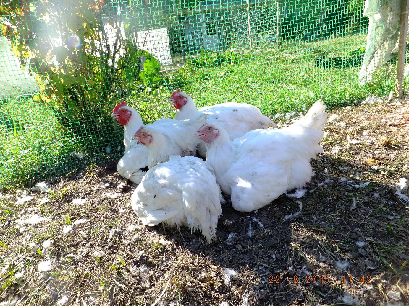 куры бройлеры породы. куры бройлеры породы. бройлер кобб 500. корниш куры. порода курей кобб 500.