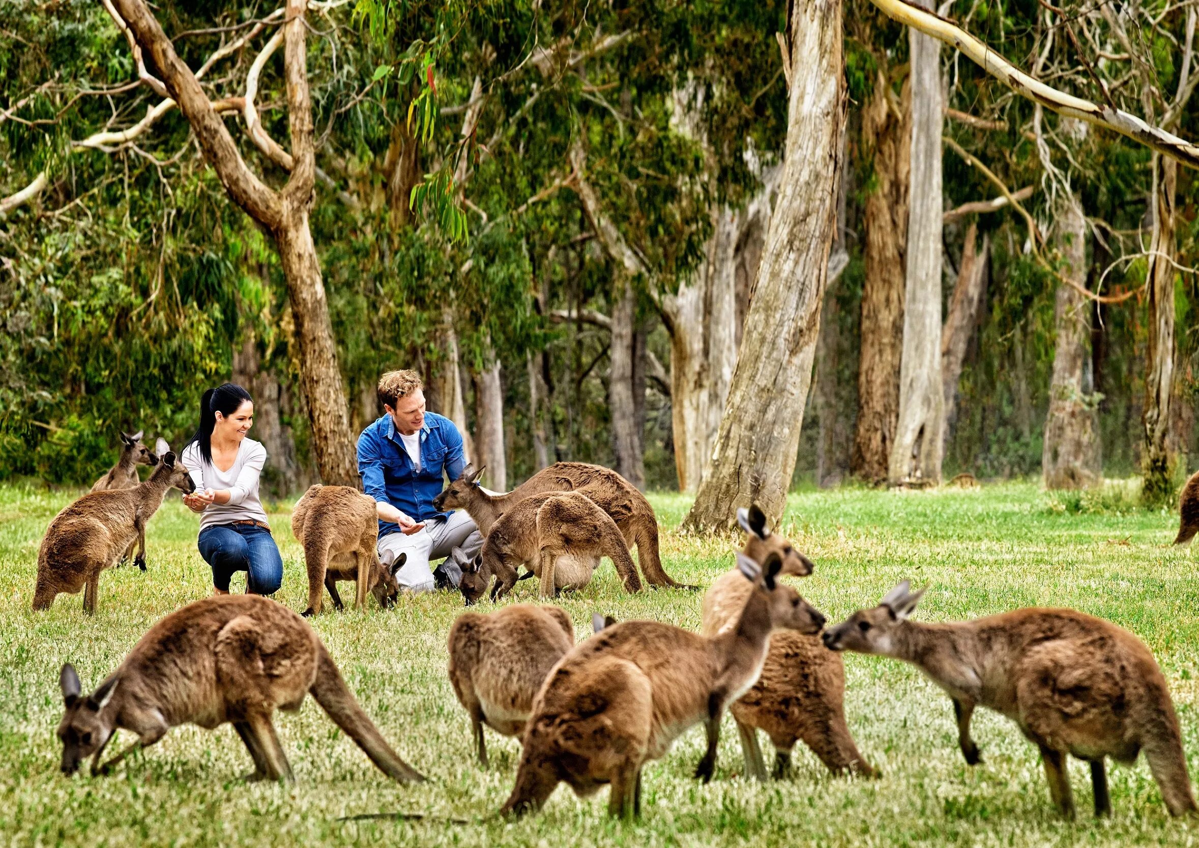 Сколько живет в австралии. Остров кенгуру в Австралии. Остров кенгуру (Kangaroo Island). Парк кенгуру в Австралии.