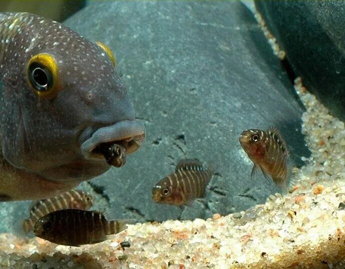 Какие рыбки едят. Тиляпия рыбка аквариумная. Трофеус Касакалаве. Трофеус рыба. Тиляпии Танганьика.