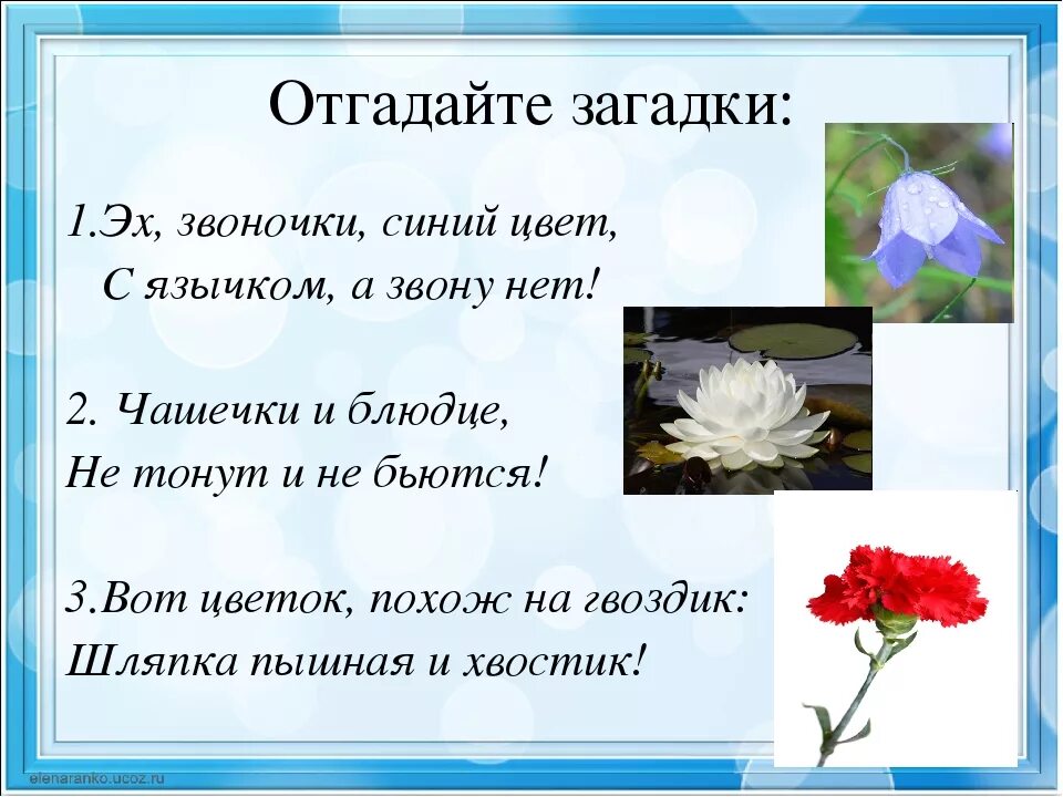 Слово цвести время. Пословицы о цветах. Загадки и пословицы о цветах. Поговорки о цветах. Загадки про цветы.