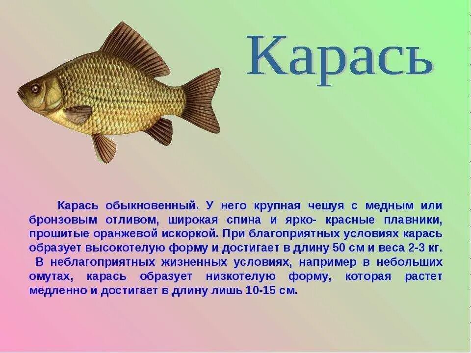 Карась среда обитания водная