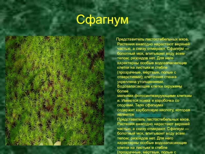 Узорное покрывало или во всем виноват лишайник. Мхи и лишайники Севера. Путешест