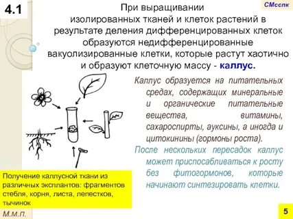 Культивирование растительных клеток