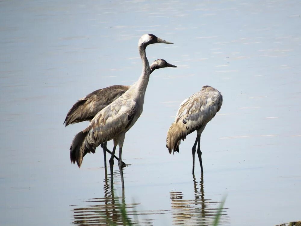 Серый журавль. Серый журавль ХМАО. Серый журавль Grus Grus. Серый журавль Пензенской области.