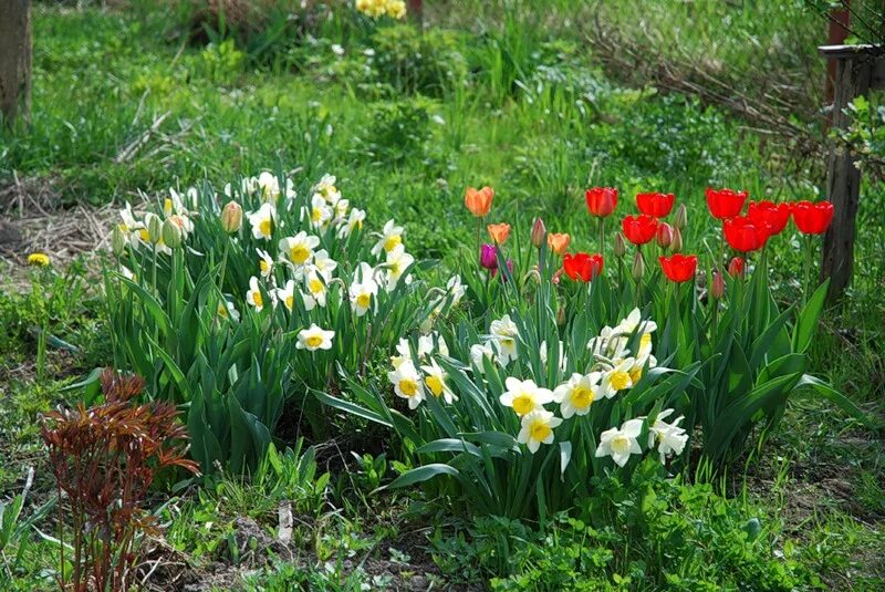 Ранние цветы на даче фото. Нарциссы Курск. Нарциссы куст. Весенний цветник. Тюльпаны и нарциссы на клумбе.