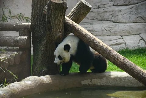Открытие зоопарка