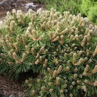 Pinus mugo