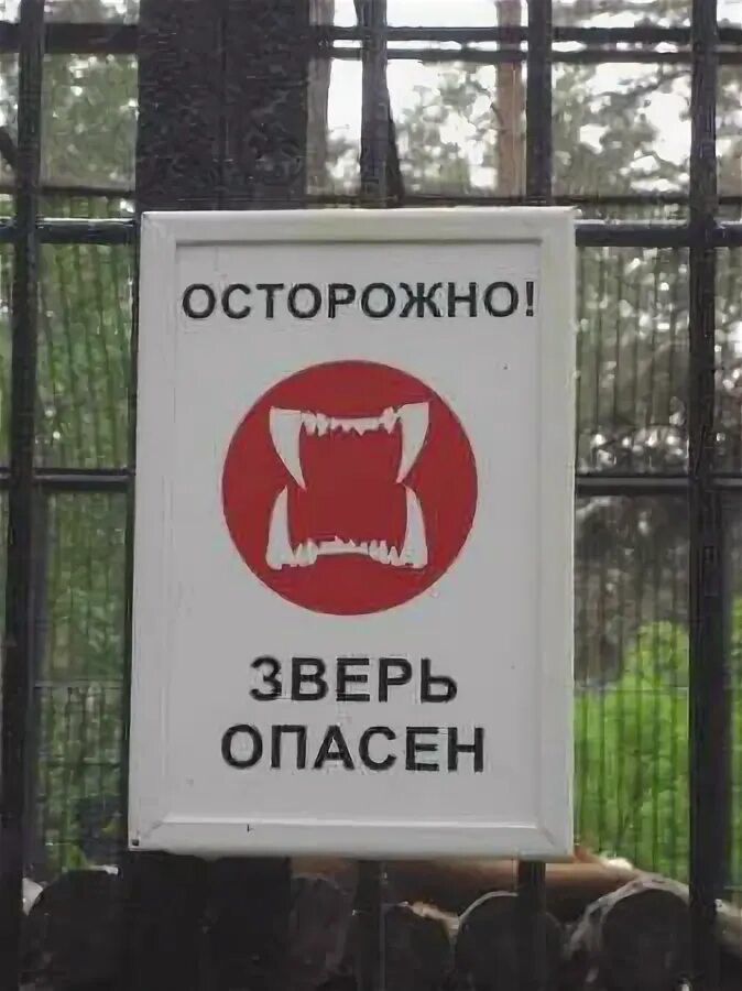 Осторожно зверь опасен. Дорожные знаки про животных. Осторожные звери. Осторожные звери. Осторожно животные.