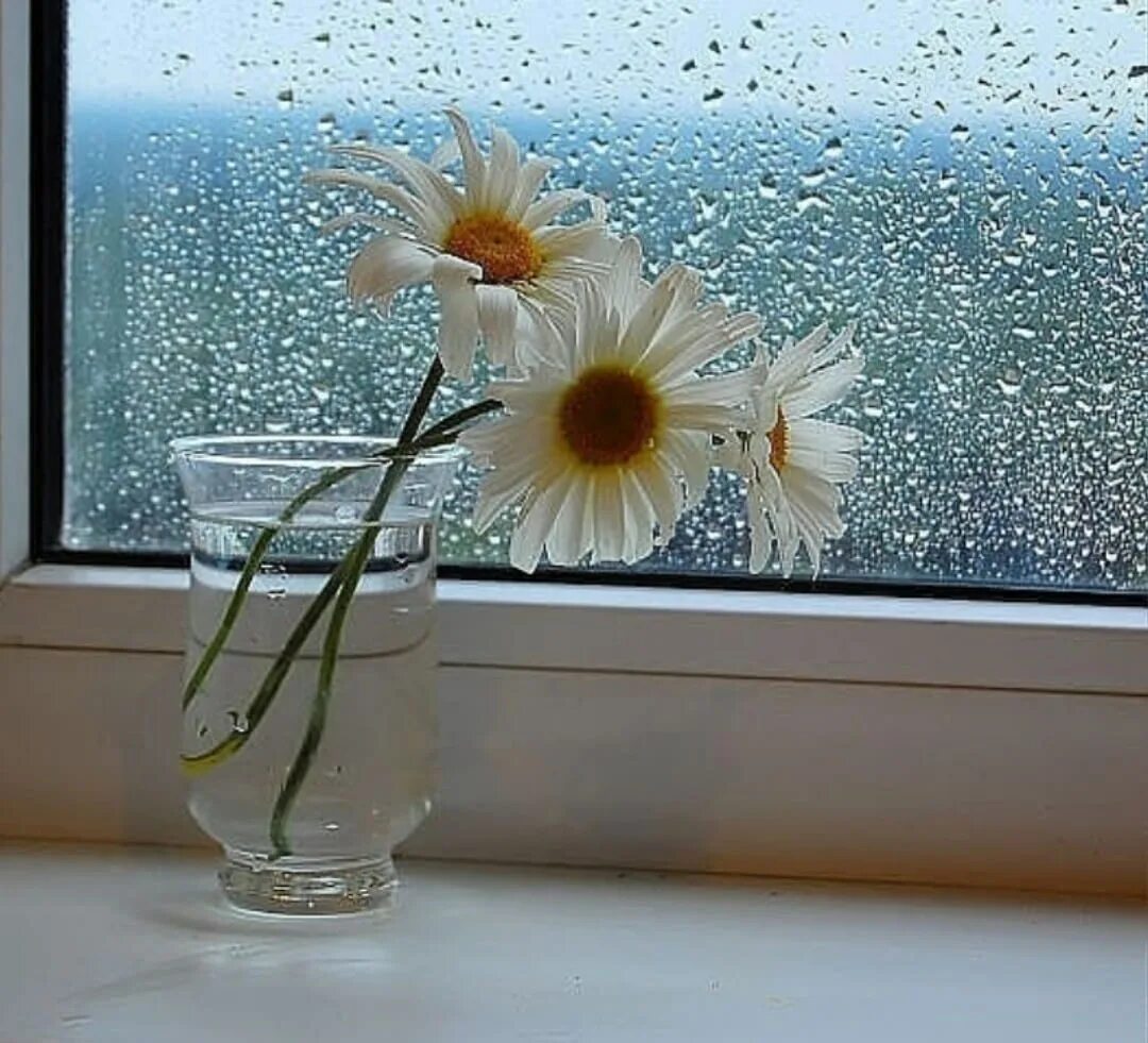Букет ромашек на окне. Ромашки в вазе на окне. Цветы в вазе на окне. Ромашки в вазе на подоконнике. Открытки с дождливым весенним утром