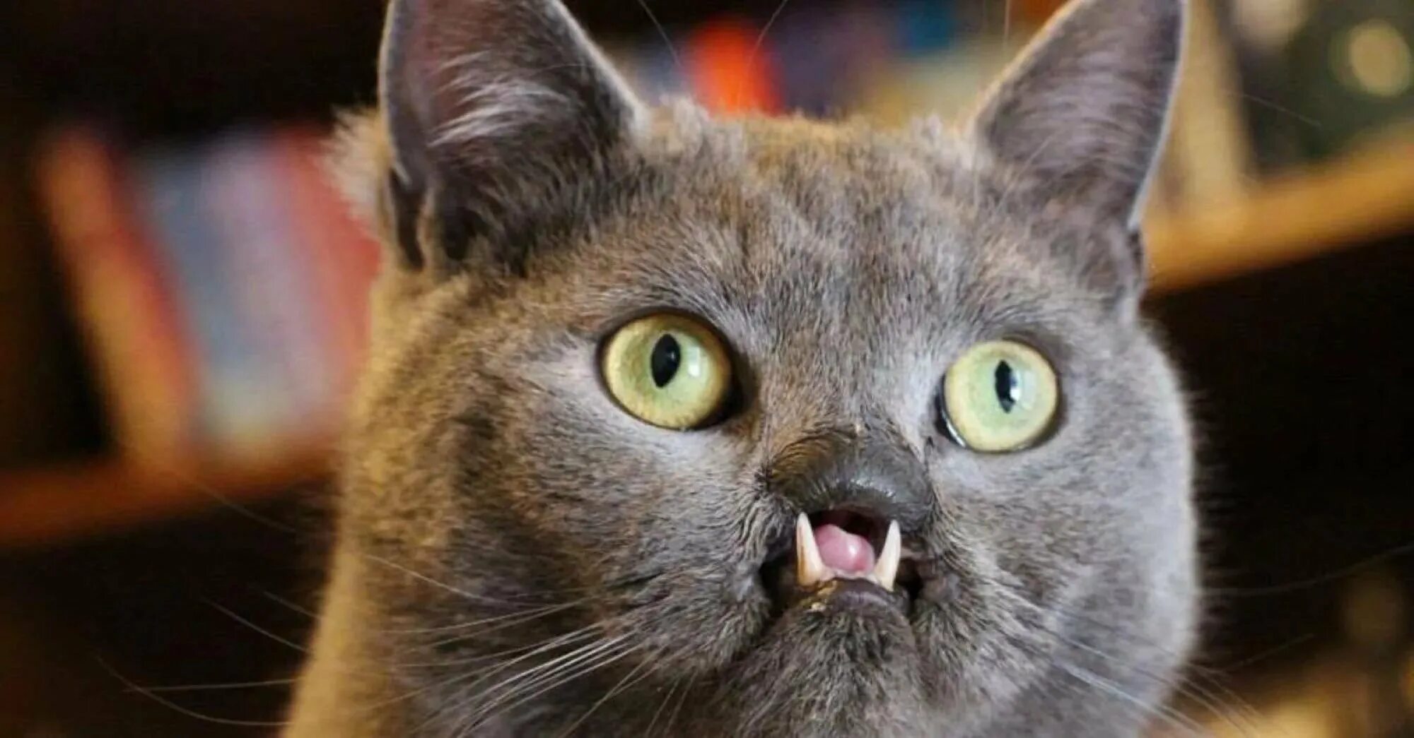 Тупой кот. Глупые коты. Глупый котенок. Смешные кошки. Черный котик с высунутым языком.