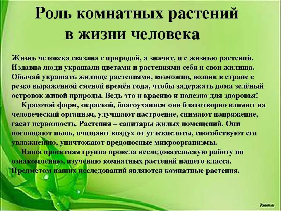 Какие значение имеют зеленые растения. Роль растений в жизни человека. Важность растений в жизни человека. Важность растений в природе. Комнатные цветы в жизни человека.