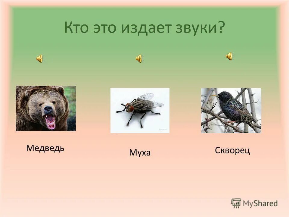 Пищевая цепочка картофеля. Детритная цепь питания 5 звеньев. Пищевая цепь. Растения которые издают звуки. Детритную цепь питания.