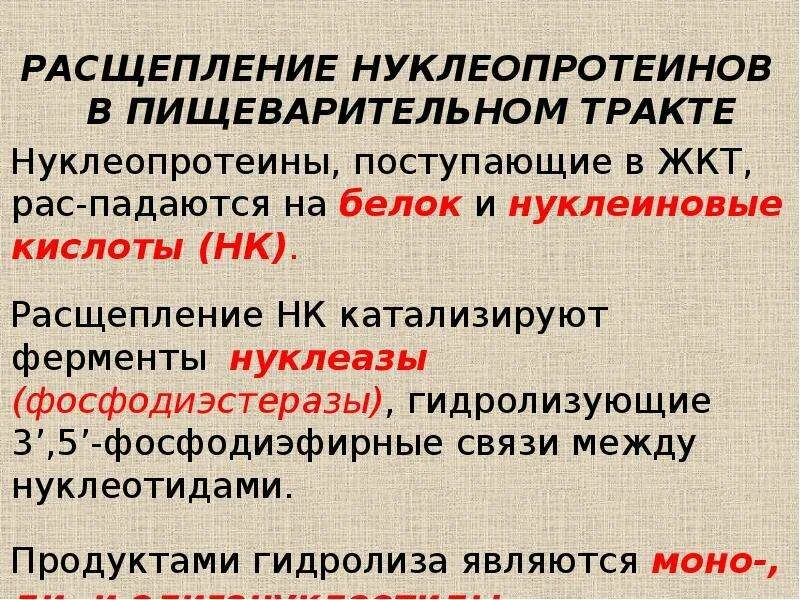 Переваривание нуклеопротеинов и нуклеиновых кислот в жкт. Нуклеазы пищеварительного тракта. нуклеазы пищеварительного тракта биохимия. нуклеащы пищнвариьельного траката. нуклеазы расщепляют нуклеиновые кислоты.