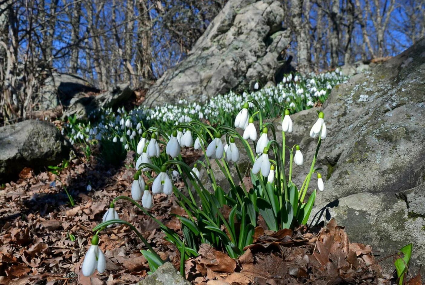 Подснежники Заилийский Алатау. Первоцветы подснежники. Galanthus Alpinus Sosn. Подснежник Альпийский. Найти картинки с весной