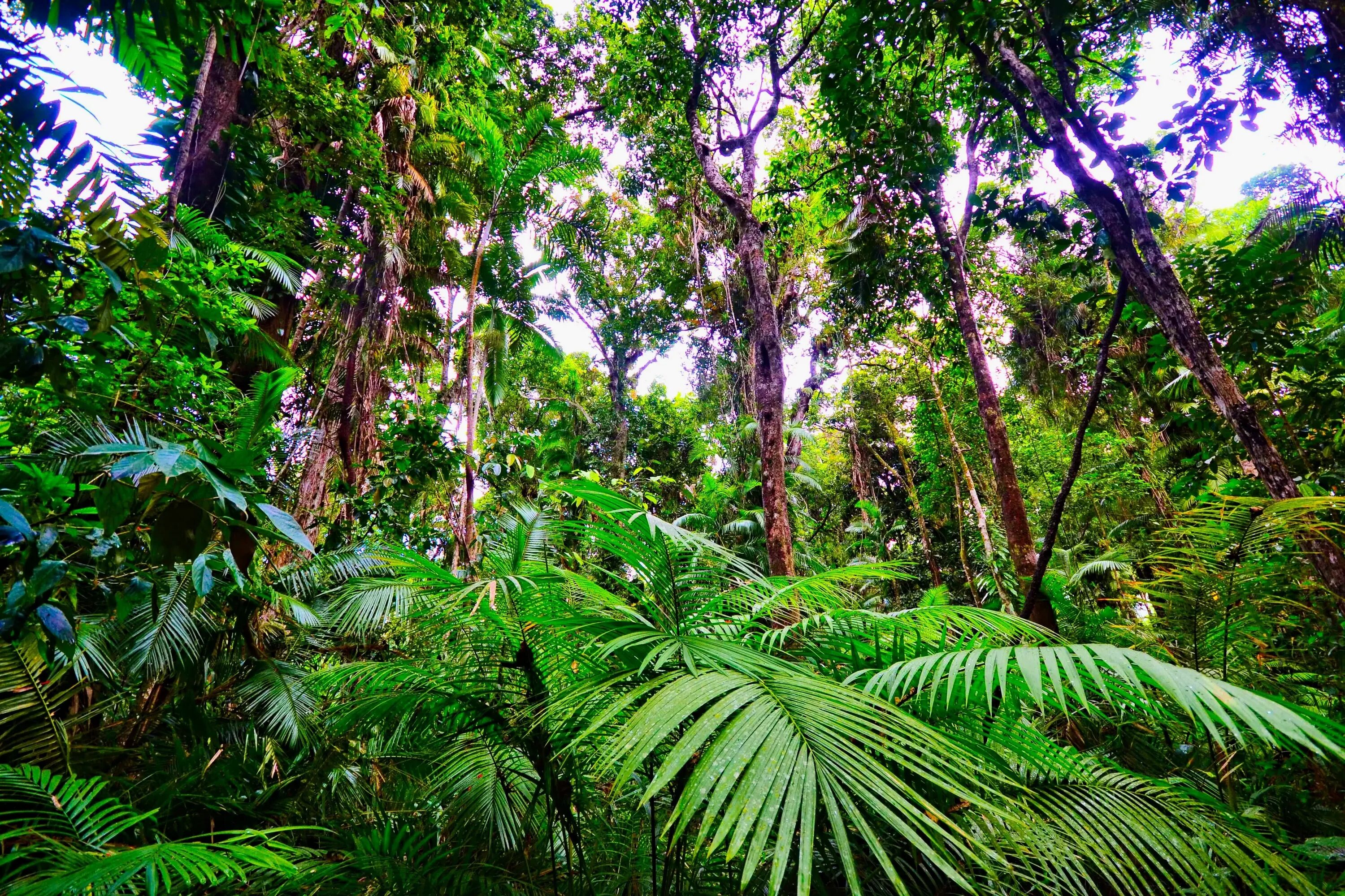 Экваториальные леса страны. Вечнозелёные тропические леса Южной Америки. Тропические вечнозелёные леса Мексики. Вечнозеленые муссонные леса. Муссонные (листопадные) леса Индии.