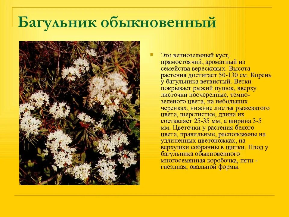 Корень багульника