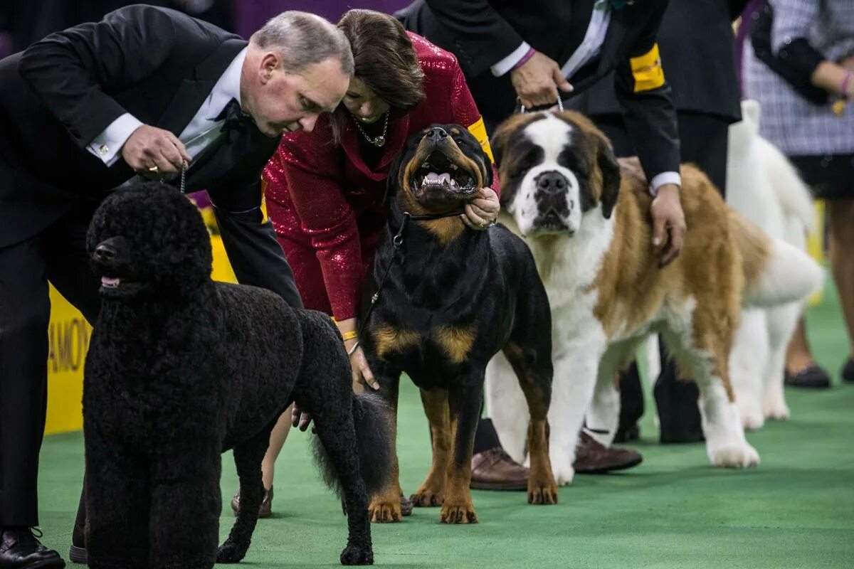 на выставке собак. собаки породы выставки. модные породы собак 2020. Westminster выставка собак. выставочные собаки.