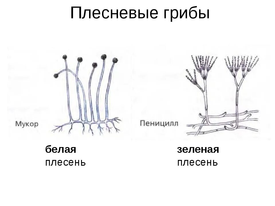 Гриб мукор биология. Строение плесневого гриба мукора. Грибы мукор пеницилл дрожжи. Строение плесневого гриба пеницилла. Строение гриба мукора схема.