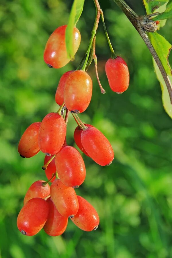 барбарис тунберга плоды. листопадный барбарис. барбарис ягодный. недозрелый барбарис. барбарис кустарник ягоды.