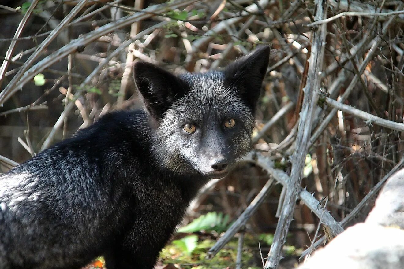 Fox kesintisiz. Чернобурая лиса. Чернобурая лисица лисицы. Канадская лисица чернобурая. Песец меланист.