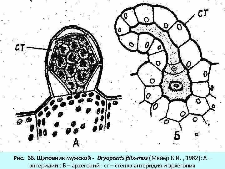 Деление клеток архегония. Строение архегония и антеридия. Антеридий мха строение. Архегонии и антеридии. Антеридий папоротника.