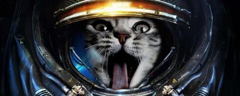Кот космонавт
