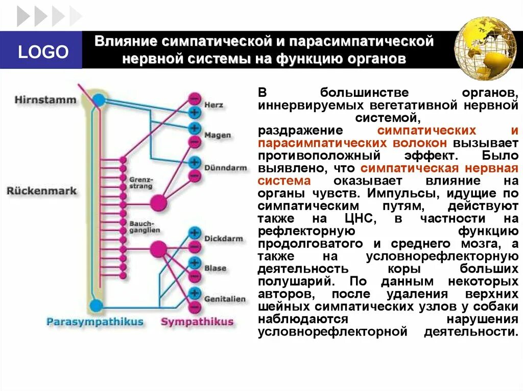 Парасимпатическая вегетативная нервная система функции. Парасимпатическая нервная система - органы и функции. Суммарный эффект симпатической нервной системы. Парасимпатическая система и симпатическая система. Гормоны парасимпатической системы.