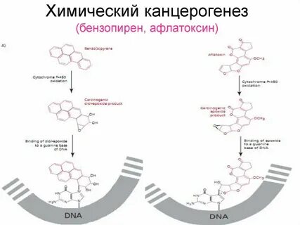 Г г биохимия