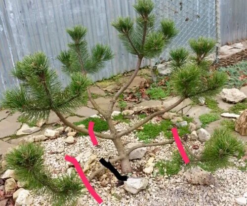 Pruning Plants Close Up. Professional Gardener Pruning Conifers Stock Photo - Im