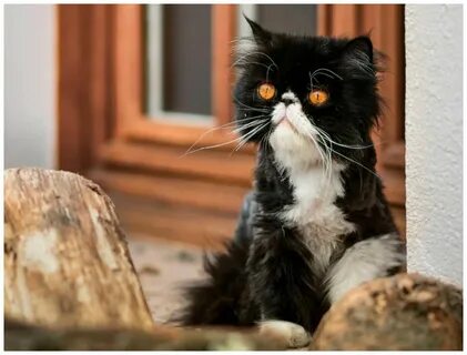 Оригинальный кот