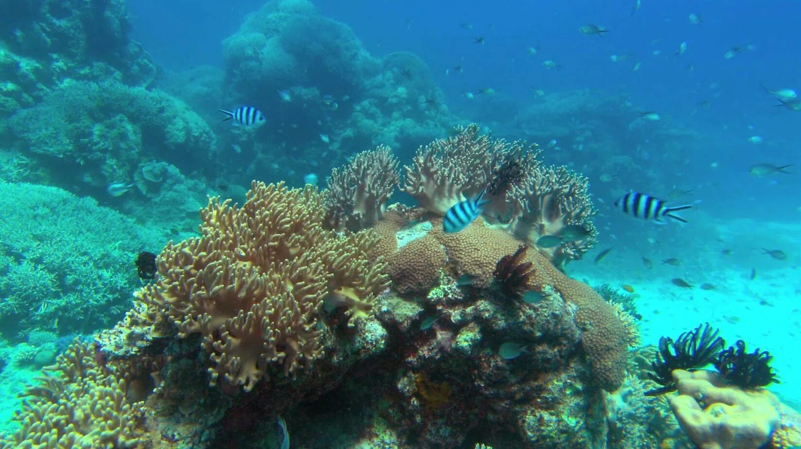 Чудо в океане отзывы. Чудо в океане. Ocean of Wonders.