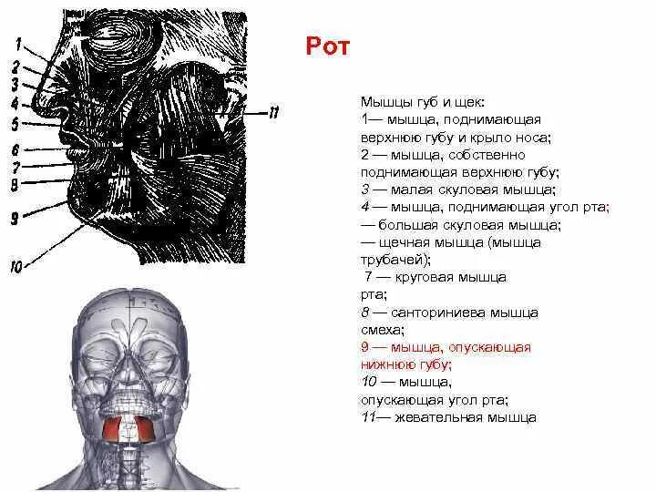 Губы мышцы рта. Мышца поднимающая верхнюю губу и крыло носа. Мышца поднимающая верхнюю губу анатомия. Мышца поднимающая угол рта и крыло носа.