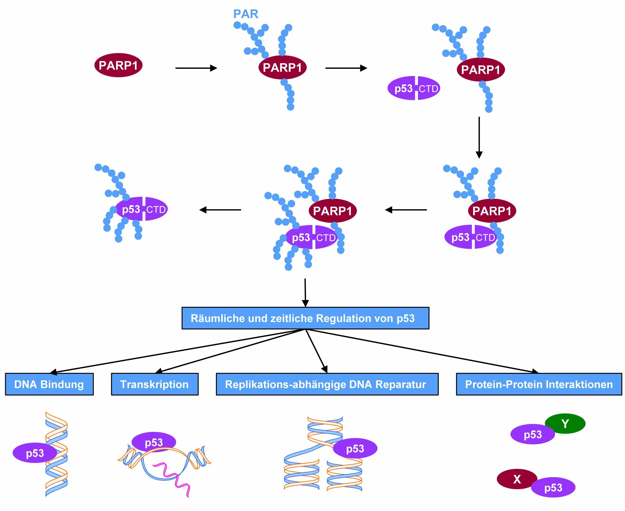 Парп 1. Parp1. Parp1 parp2. PARP DNA. P53 хранитель.