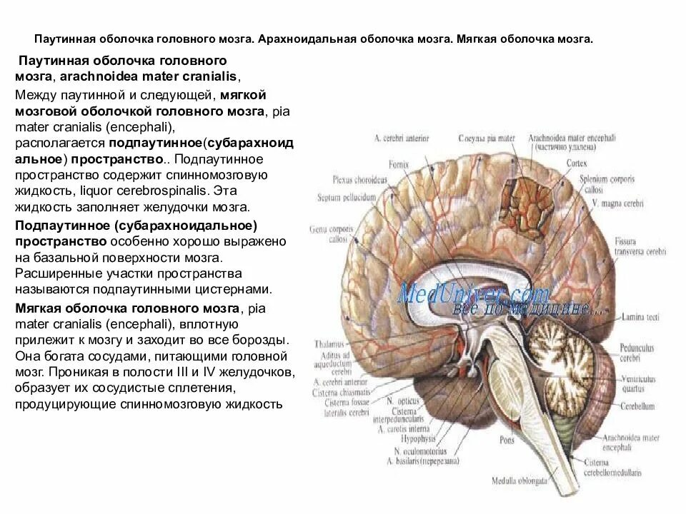 Анатомия и топография отделов головного мозга. Паутинная мозговая оболочка топография. Арахноидальная оболочка мозга. Топографическое расположение отделов головного мозга. Воспаление головного мозга латынь