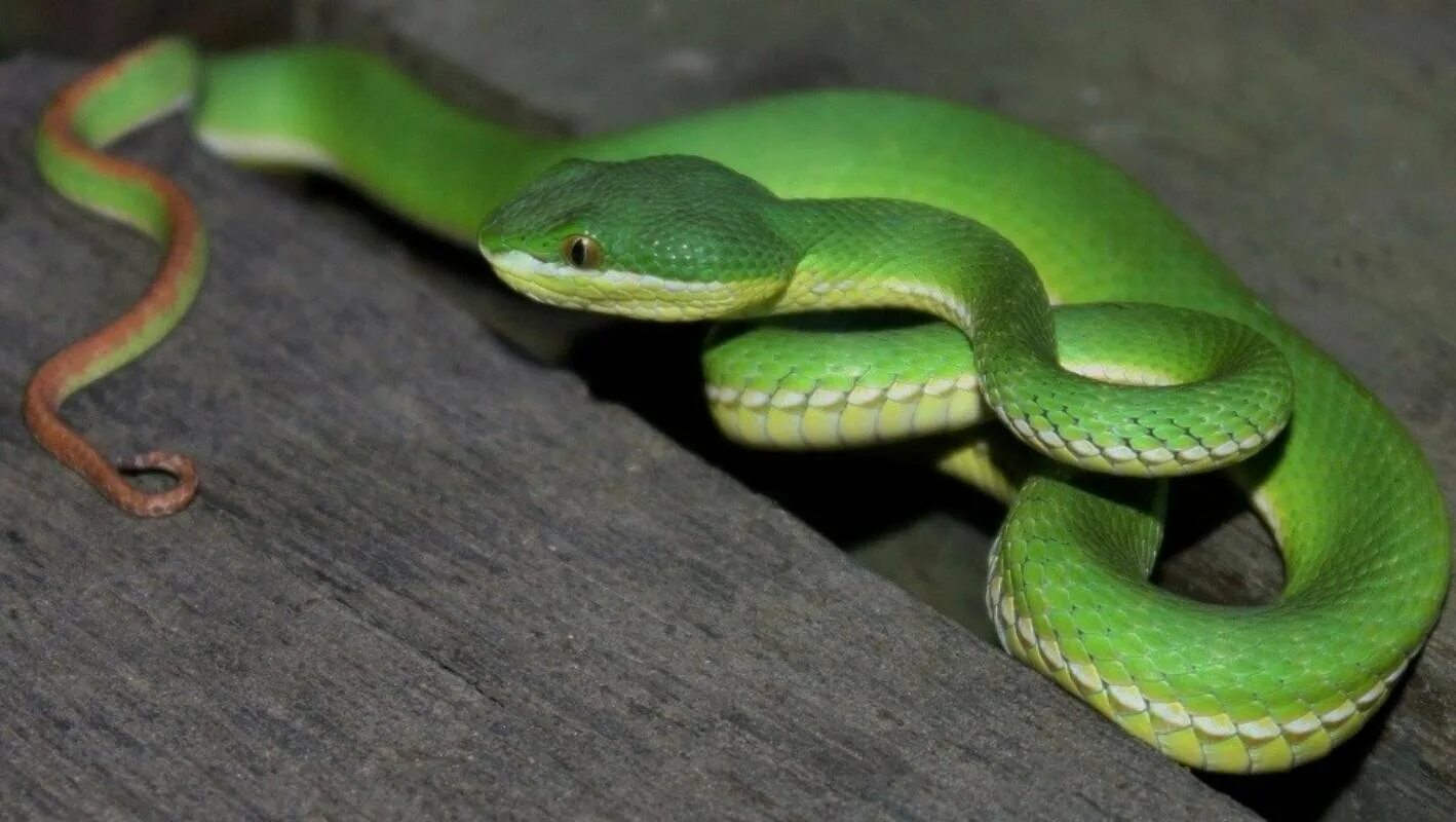 Змея все части. Смарагдовый полоз. Изумрудный полоз. Смарагдовый полоз зеленый. Зеленый полоз змея.