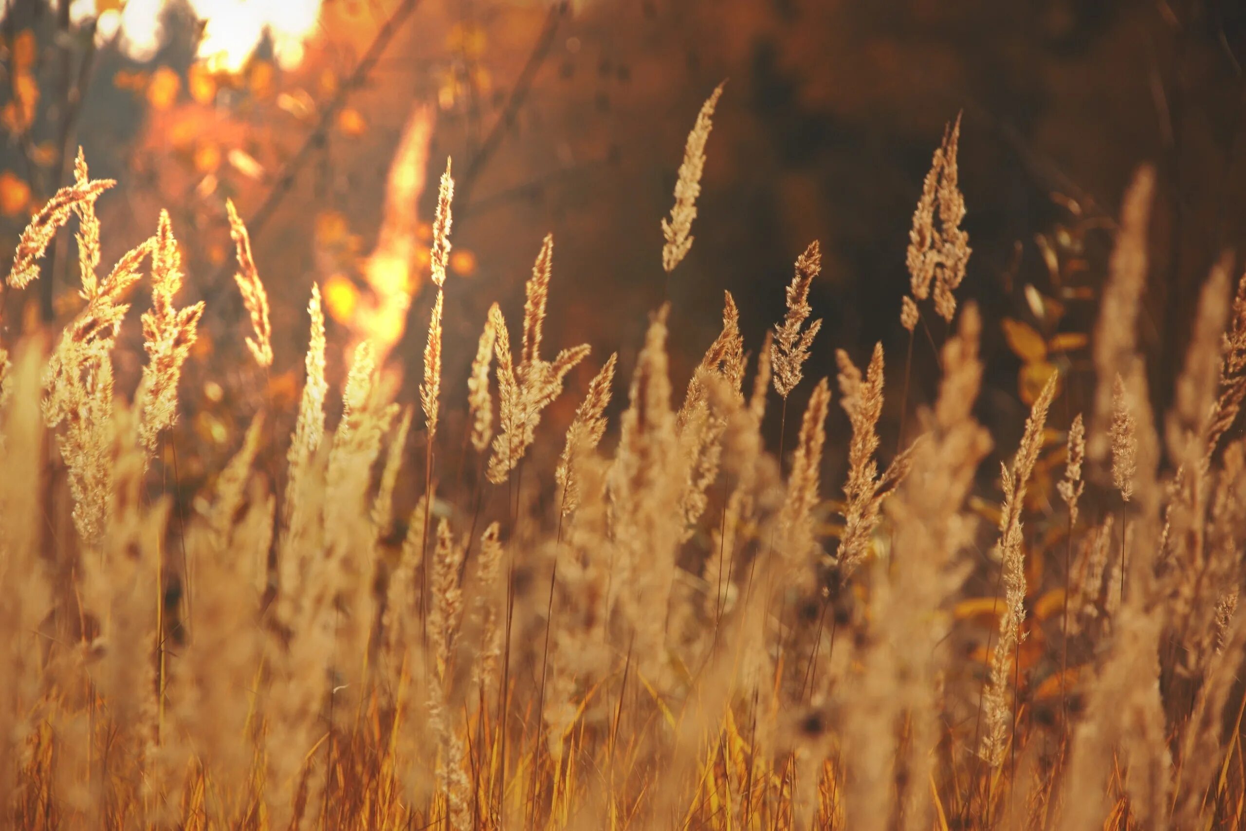 Колосья пшеницы. Сухая трава. Колосья травы. Осенняя трава. Осень какая трава