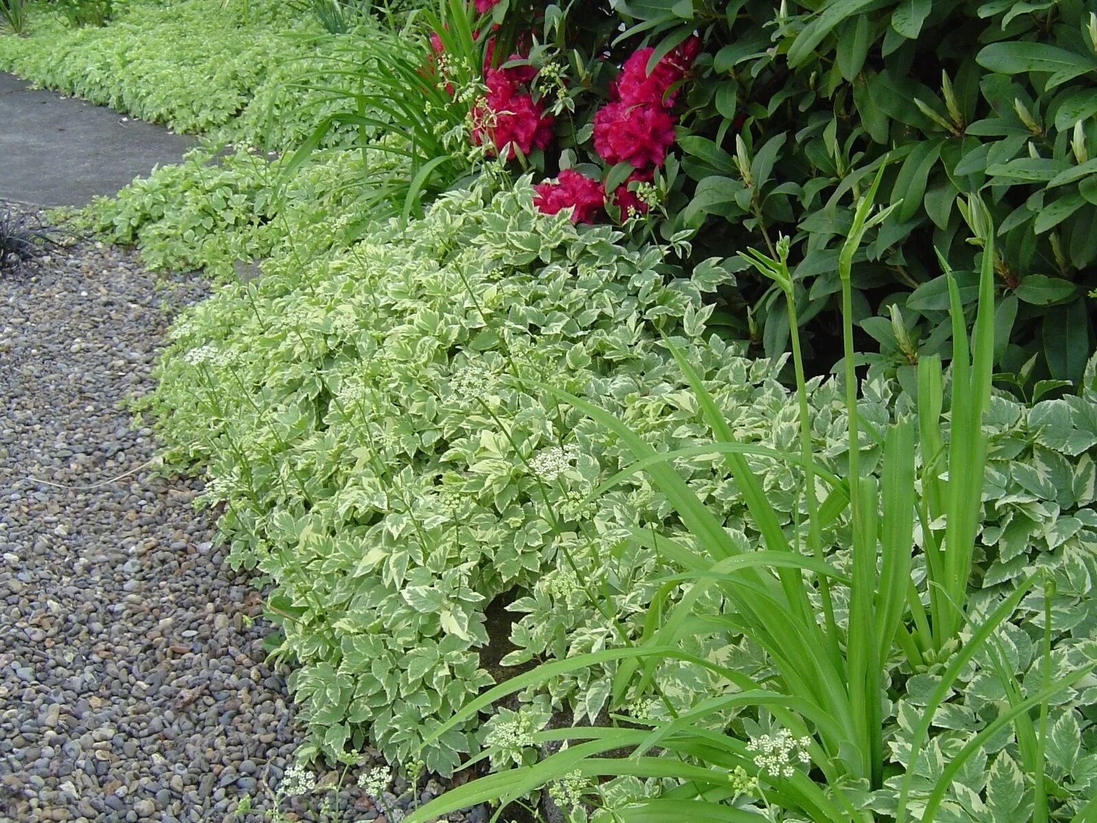 Сныть на клумбе. Сныть бордюрная. Сныть на клумбе. Сныть почвопокровная. Сныть обыкновенная вариегата.