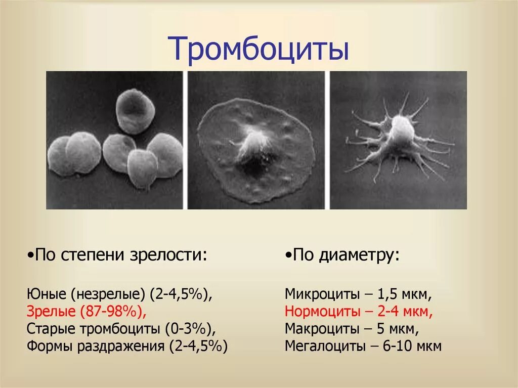 Тромбоциты. Виды тромбоцитов. Форма тромбоцитов. Тромбоциты человека. Гранулы тромбоцитов содержат