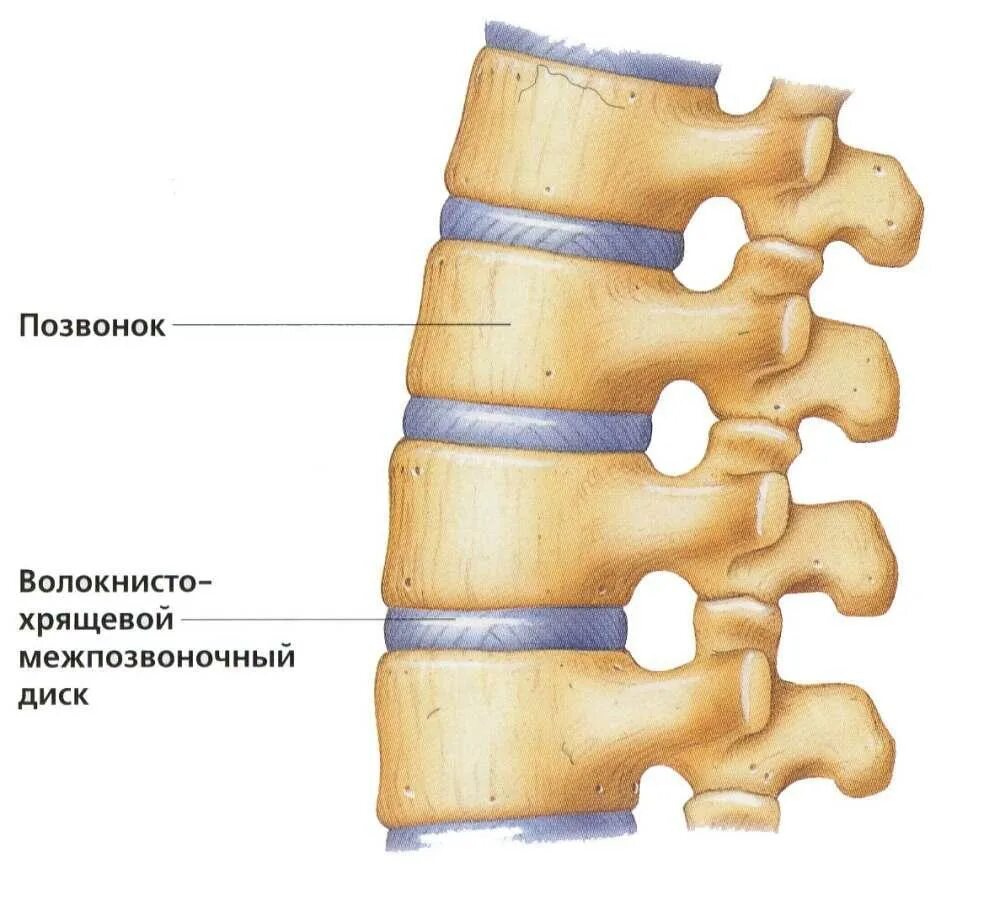 Хрящи позвоночника. Замыкательная пластинка межпозвоночного диска. Хрящи позвоночника. Междисковая грыжа позвоночника. Хрящ между позвонками позвоночника.