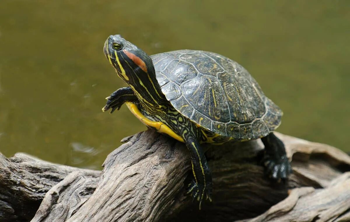 Красноухая черепаха хищная. Красноухая черепаха. Американская красноухая черепаха. Trachemys scripta elegans. Красноухая черепаха Элеганс.