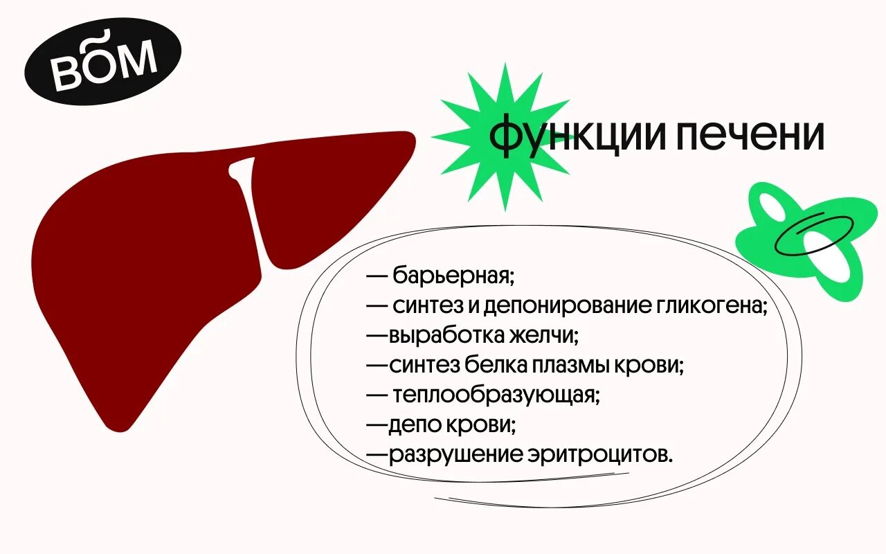 Печень является депо крови. Функции печени ЕГЭ биология. Функции печени ЕГЭ. 5 Функций печени.