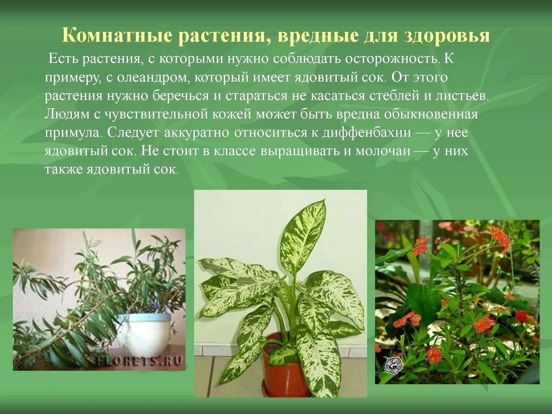 Домашние растения названия. Полезные и вредные растения. Полезные и вредные растения. Название домашних растений. Комнатные растения названия.