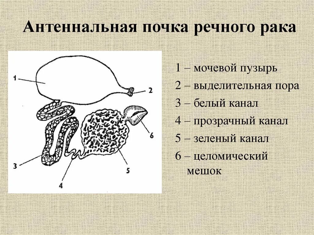 Зеленая железа у ракообразных к какой системе. Почки ракообразных. Строение выделительной системы ракообразных. Выделительная система ракообразных схема. Зеленые железы.