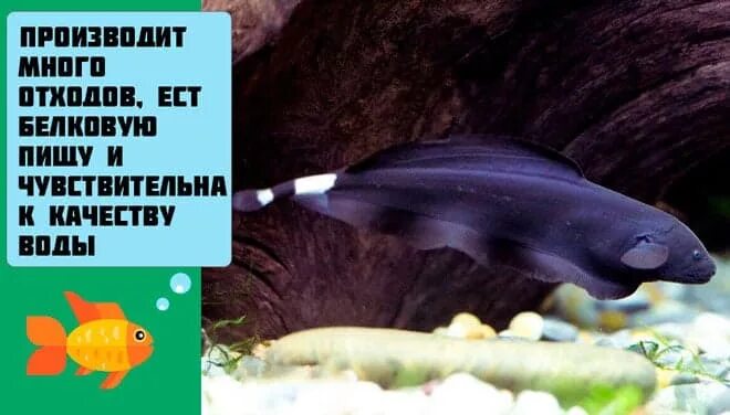 Рыба пера 5. Рыба нож аптеронотус. аптеронотус черный нож совместимость. аптеронотус белокаймовый. рыба перо аквариумная.