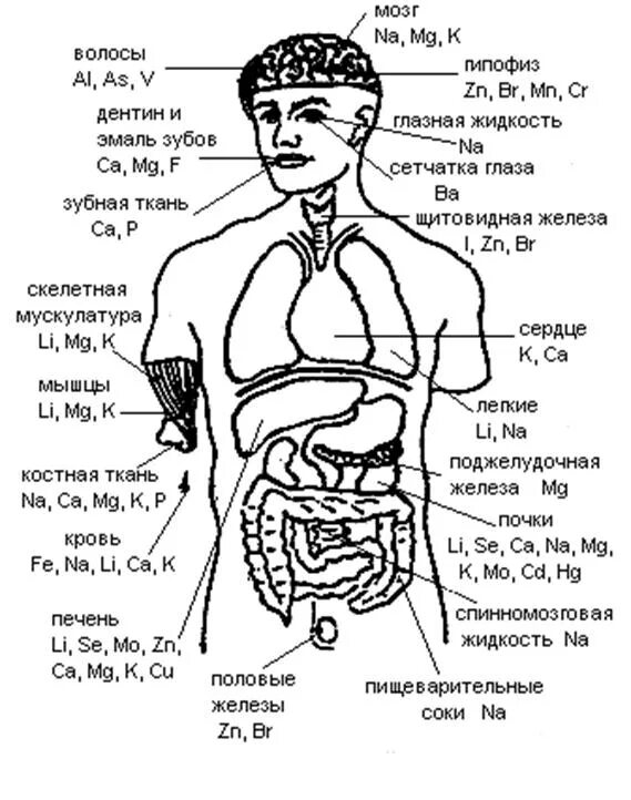 Элементы в теле человека. Химические элементы в организме человека. Химические элементы в организме человека схема. Химические элементы и их локализация в организме человека. Топография химических элементов в организме человека.