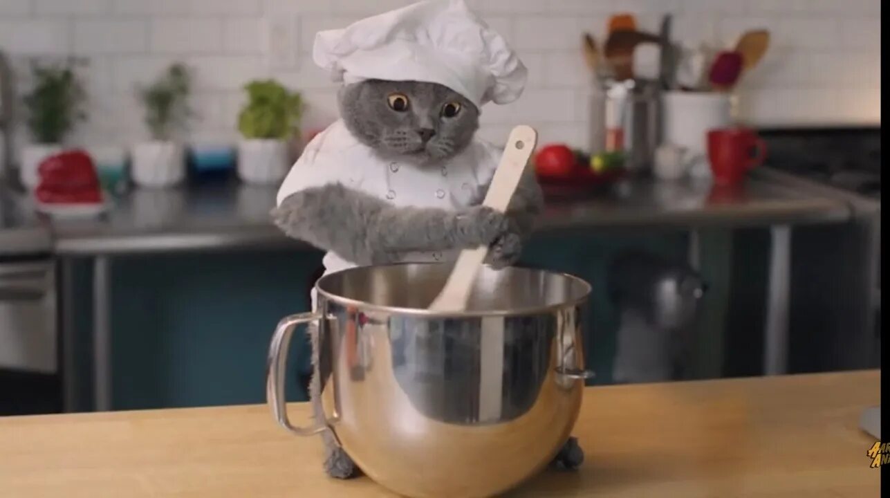 Cooking cat. Котик повар. Кот готовит. Повар гифка. Гифка готовка.