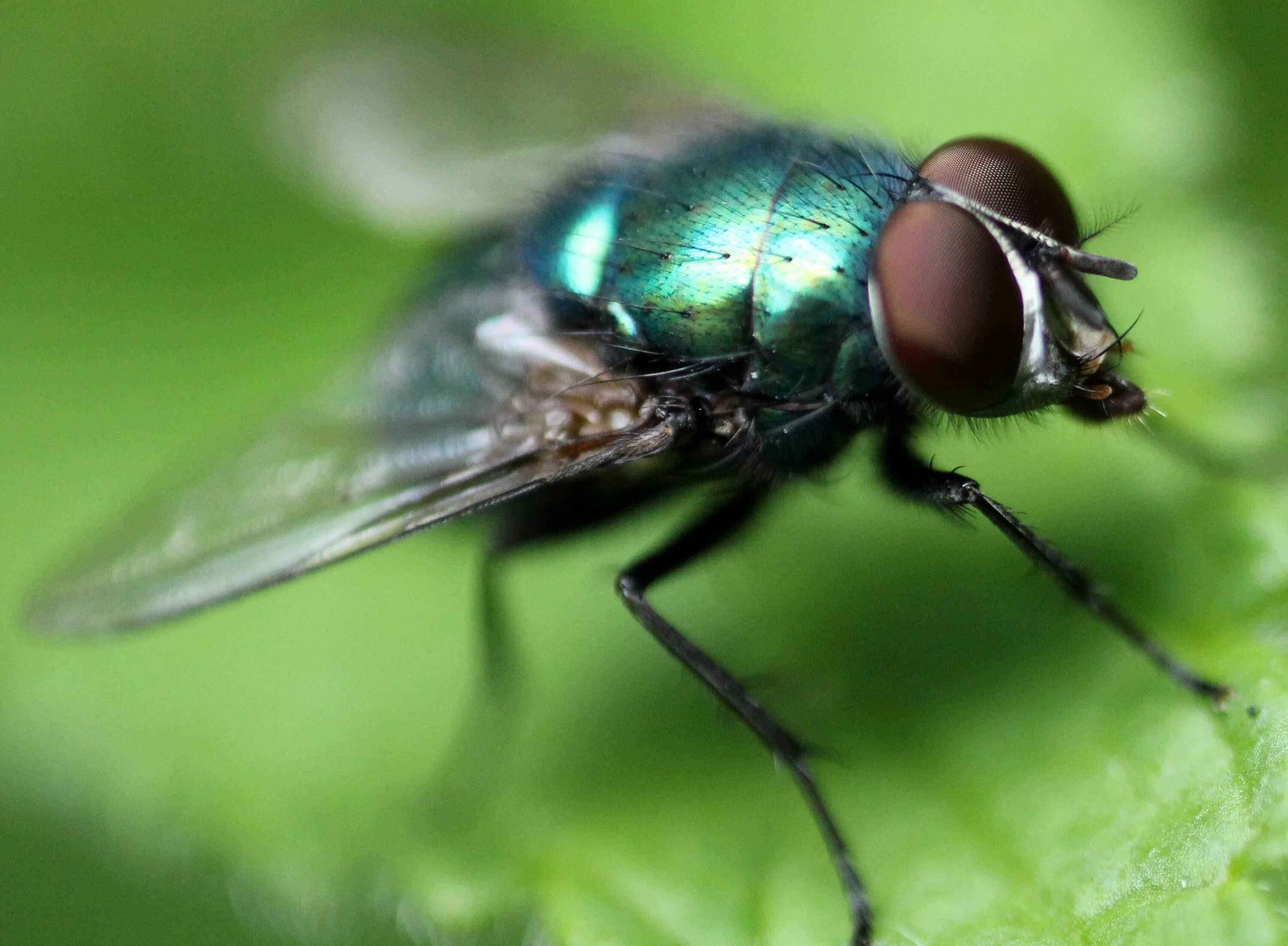 Fly green. Ипритная Муха. Двукрылые жуки. Полевая Муха. Зеленые Двукрылые насекомые.