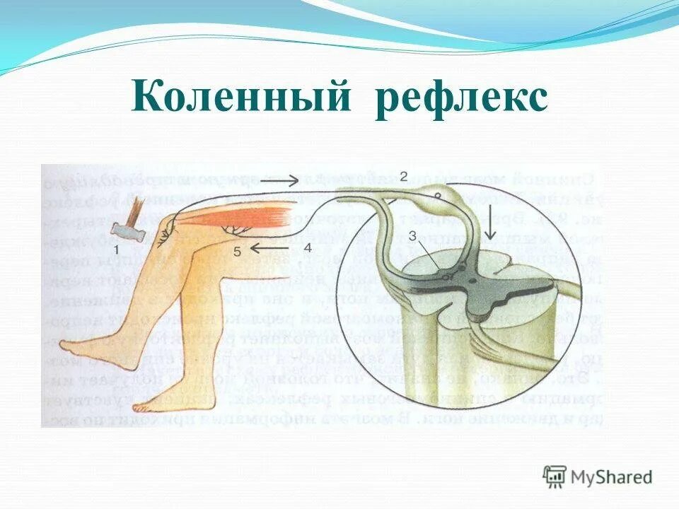 Последовательность элементов коленного рефлекса. Рефлекторная дуга коленного рефлекса. Дуга коленного рефлекса схема. Схема рефлекторной дуги коленного рефлекса. Коленный рефлекс схема рефлекторной д.