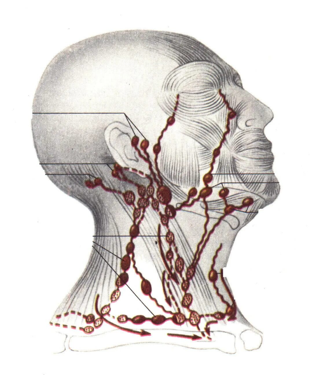 Лимфатическая система головы лба и шеи анатомия. Лимфатические сосуды шеи анатомия. Анатомия шеи человека лимфоузлы. Лимфатическая система ше.