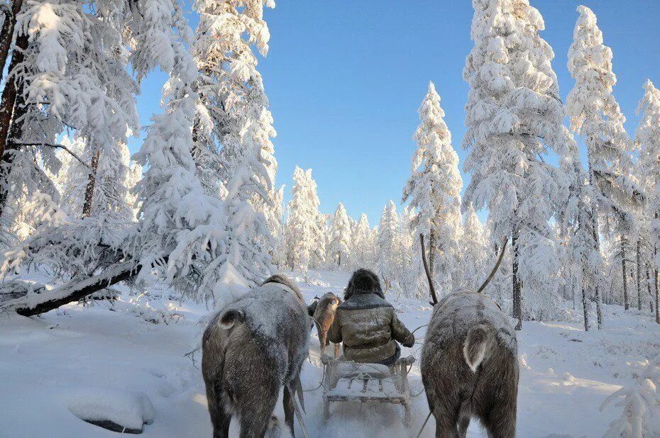 Russia winters are cold. Оймякон полюс холода. Полюс холода Оймякон Якутия. Полюс холода Оймякон олени. Якутия олени Оймякон.